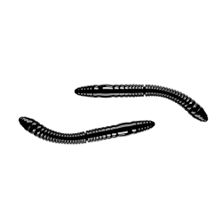 LIBRA LURES FATTY D'WORM TOURNAMENT 55mm 040 BLACK